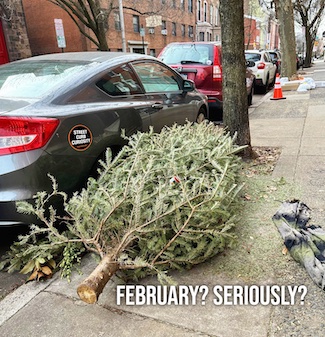 a Christmas tree finally put out for trash on a sidewalk in February, for a podcast from street curb curiosity