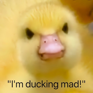 a baby duck with an angry face