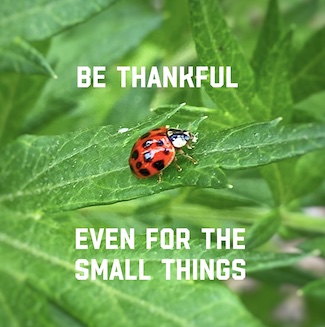 a close up of a red lady bug on green leaves with the words be thankful, even for the small things, from the daily thought blog www.caremoretoay.com