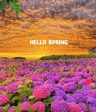 an orange sunrise over a large field of colorful flowers