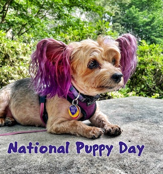 A dog named Macy Jane laying on a rock enjoying the sunshine on National Puppy Day