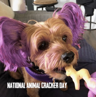 Puppy Macy Jane taking a bite of an animal cracker for national Animal Cracker Day in April
