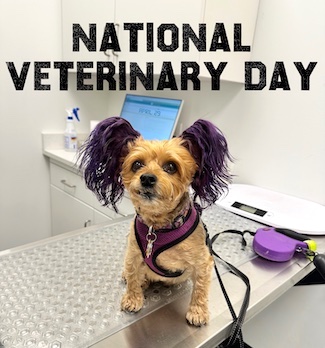 a purple eared puppy in a veterinarian exam room for a national holiday