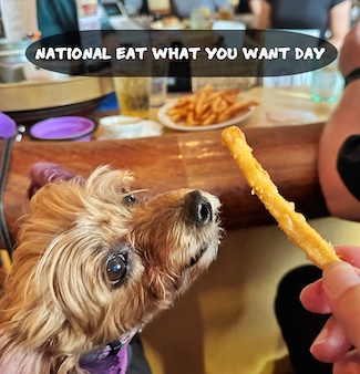 puppy macy Jane about to enjoy one of her favorite bad food treats:  French Fries