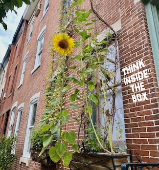 a window flower box on a city street growing a large and tall sunflower
