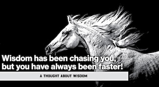 a black and white horse with a thought about wisdom