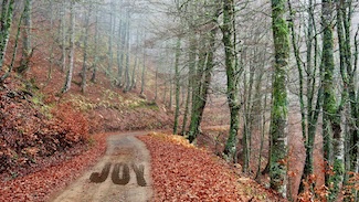 A peaceful fall forest dirt road with the word JOY in the mud, as a mentality goal for the new term: JOMO.  the joy of missing out