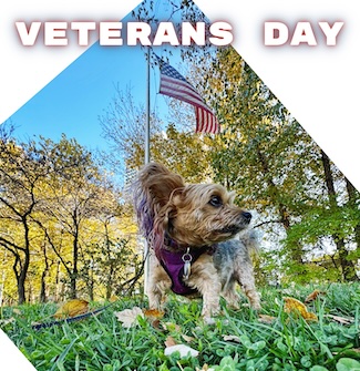 a small dog standing in a grassy tree lined yard in front of an American flag for Veterans Day 