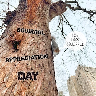 a squirrel looking down at you rom up a tree in a park for national squirrel appreciation day in January
