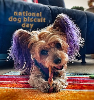 a very happy puppy enjoying a chew treat for national dog biscuit day in February 