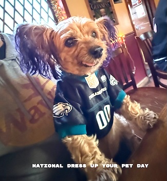Happy puppy Macy Jane wearing a Philly Eagles jersey for a national Pet holiday in January