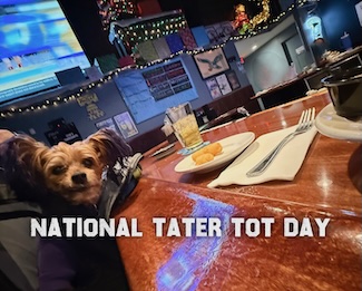 a happy little puppy with a plate of tater tots at her favorite local bar (Cav's in Philly) for the national holiday