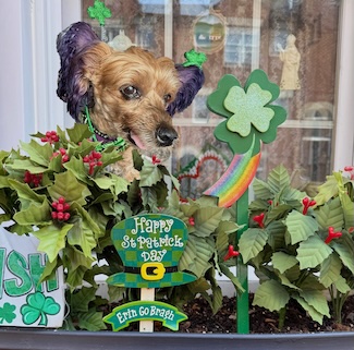 a purple eared Yorkie dog named Macy Jane sitting in Irish decor for St Patrick's Day