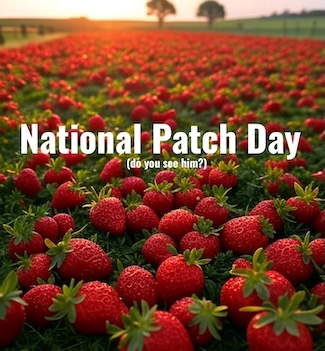A large field filled with strawberries at sunrise, for national patch day in June