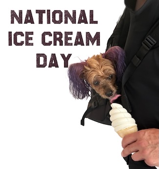 a small dog in a bag about to take a lick of a vanilla ice cream cone for national ice cream day