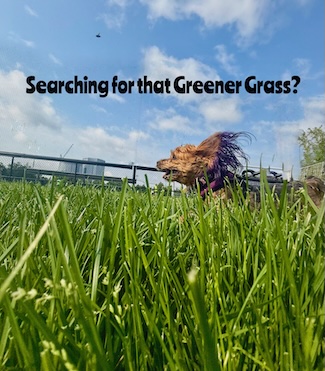 a small dog running through some deep green grass