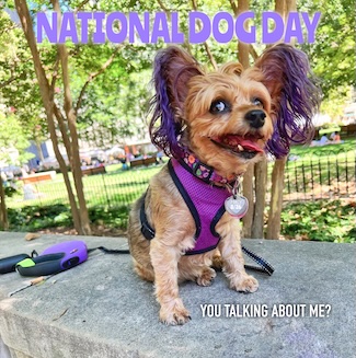 A Yorkie by the name of Macy Jane giving some serious side eye for national dog day.
