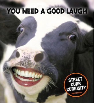 a cow with a very big human smile..for a podcast episode about laughing.