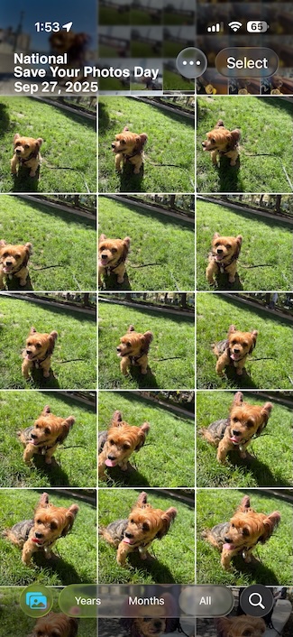 a fun screen shot of an iPhone photo library of a pet owner