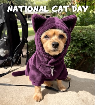 A small yorkie dog in a park, wearing a purple cat suit for national cat day