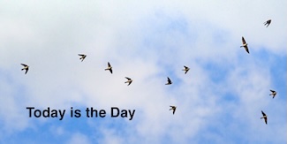 a flock of swallows flying high in the sky