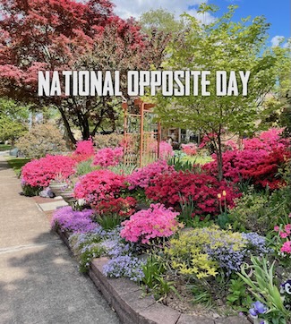 a beautiful sunny spring day with a suburban yard filled with beautiful flowers, for national opposite day in January
