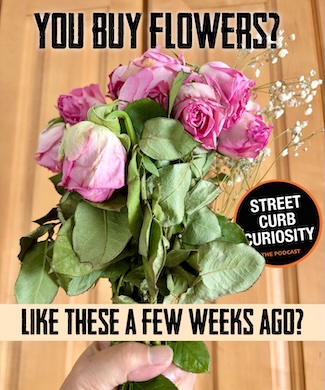 a handful of dead and dying roses from Valentines day, for a podcast episode about the flowers we buy