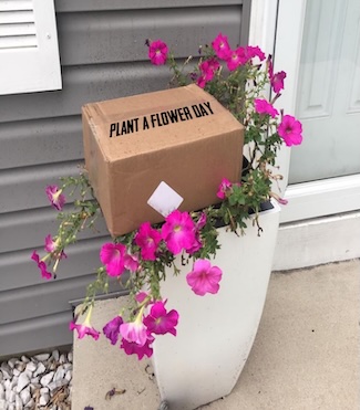 a delivery cardboard box sitting on a pot of fresh flowers for national plant a flower day in March