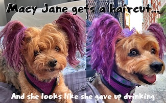 a fun two photo image of a yorkie who just got her hair cut at the groomers and a before image of what she looks like before the haircut, for national pet ID day in April