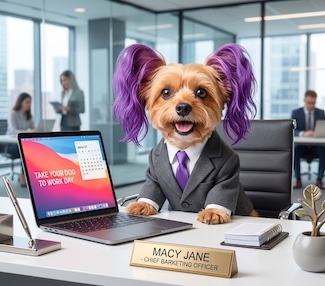 A fun image of my purple eared yorkie in a business suit, in an office, for national take your dog to work day in June.