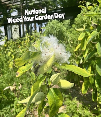 a large fun weed in a garden that any suburban boomer will remember playing with as a kid for national weed your garden day in June.