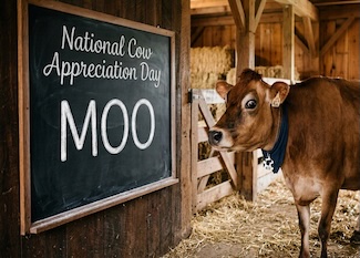 A cow looking afraid while reading a blackboard with the word "moo", while standing inn a barn on a dairy farm.