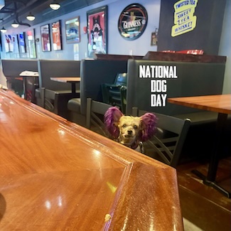 a special purple eared puppy named Macy Jane sitting alone at a bar for national dog day