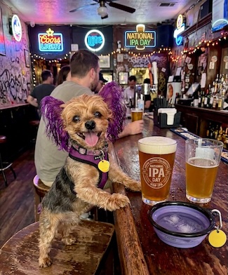 a very fun but very fake photo of well known Yorkie pup Macy Jane at a local bar with her IPA beer for the national holiday