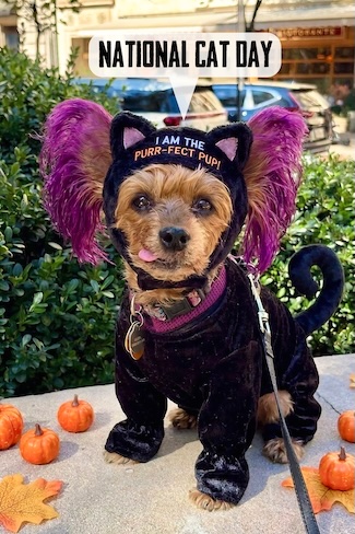 my yorkie pup Macy Jane dressed as a cat for national cat day in October 